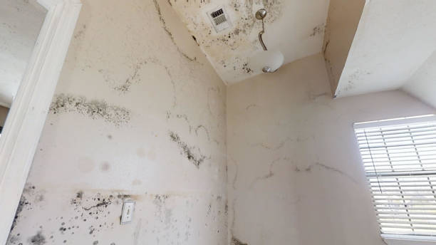 Best Mold Remediation for Healthcare Facilities  in New Haven, WV