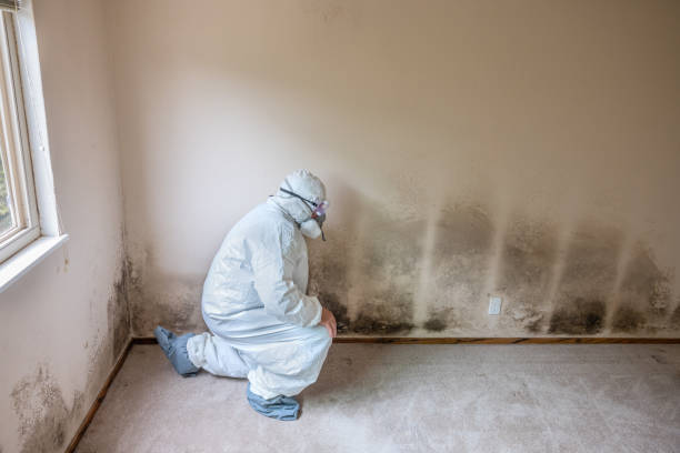 Mold Removal for HVAC Installations